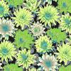 Tissu Patchwork Kaffe Fassett  - Cactus Flower - PJ096 Contrast